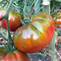 Heirloom Organic Tomato Seeds – Paul Robinson Solanum lycopersicum – Non-GMO, Juicy, Disease-Resistant, 10+ Seeds