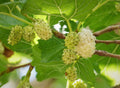 White Mulberry Seeds 50 Count Morus alba Organic Fruit Tree Seeds for Home Gardening