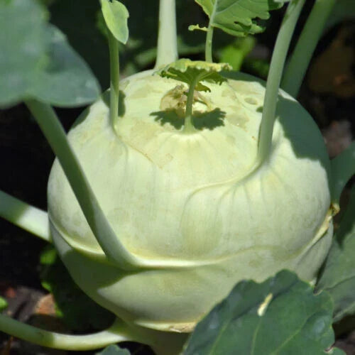 Kohlrabi Starter Plants Set of 2 – Brassica oleracea var. gongylodes, Live Garden Plants, Fresh Green Vegetables