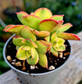 Crassula Sarmentosa Succulent Live Plant - 2 Inch Pot - Propeller Plant for Indoor Garden & Office Decor