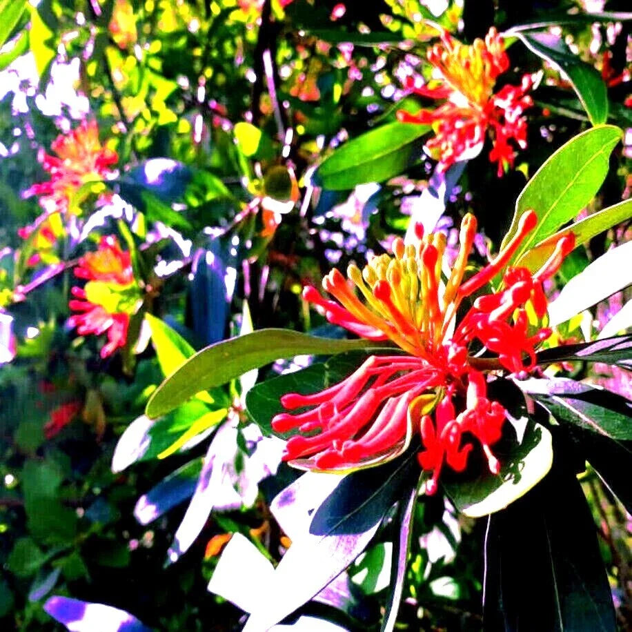 Chilean Firebush Tree Seeds - Embothrium coccineum, 10 Pack, Flame Flower Plant Seeds for Garden & Landscaping
