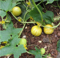 Lemon Cucumber Seeds - Non-GMO Heirloom Cucumis sativus, 30+ Seeds for Salad, Pickling & Home Garden