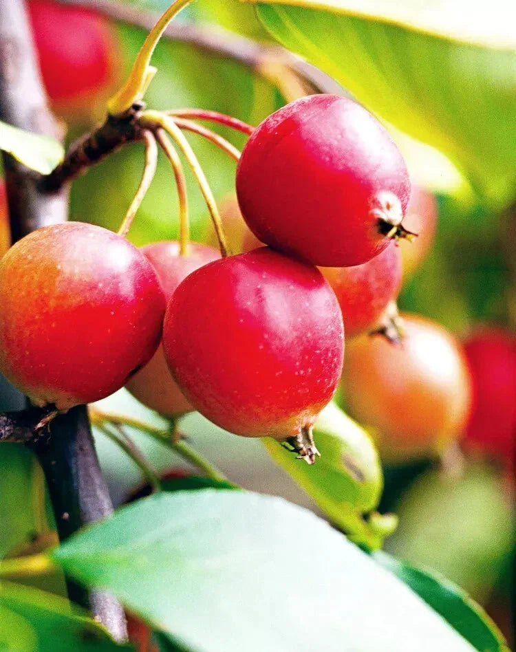Callaway Crabapple Seeds - 25+ Malus 'Callaway' Deciduous Tree for Garden Planting, Pink & White Flowers, Pollinator Attractant