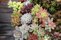 Assorted Succulent Cuttings Set – 10 Varieties for Garden Decor, Indoor & Outdoor Arrangements, Drought-Resistant, Easy Care