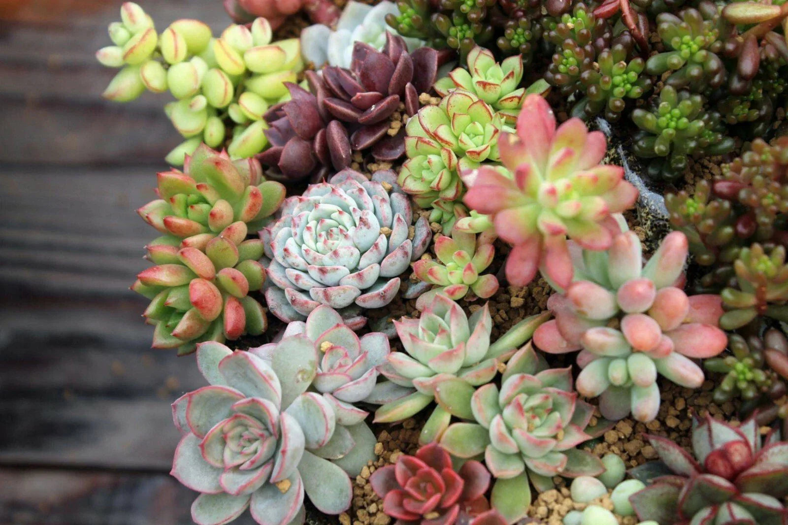 Assorted Succulent Cuttings Set – 10 Varieties for Garden Decor, Indoor & Outdoor Arrangements, Drought-Resistant, Easy Care