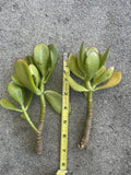 Thick Cutting Jade Plant Succulent 4-6 Inch Crassula ovata Indoor Houseplant