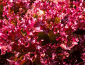 Selway Lettuce Seeds 500+ Non-GMO Heirloom Lactuca sativa for Home Garden, Salad Greens, Loose-Leaf, Fast Germination