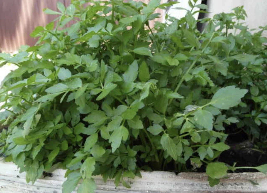 Water Dropwort Plant Seeds - Oenanthe javanica, Japanese Parsley, Water Celery, Aquatic Herb, 50 Seeds