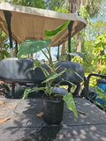 XL Philodendron White Wizard Plant in 6" Pot, Variegated Indoor Houseplant, Mature Philodendron 'White Wizard'