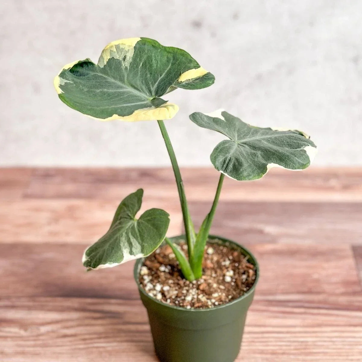 Mickey Mouse Elephant Ear Plant in 2.5" Pot | Alocasia Xanthosoma | Unique Foliage Indoor Outdoor