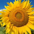 Mammoth Grey Stripe Sunflower Seeds | Giant Helianthus annuus | 50 Pack for Tall, Fast-Growing Garden Blooms