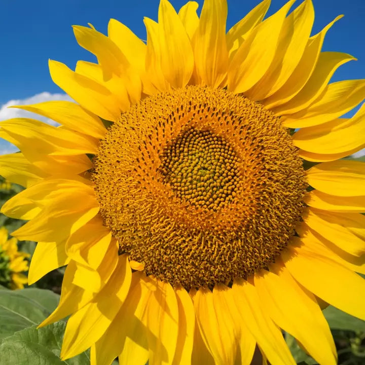 Mammoth Grey Stripe Sunflower Seeds | Giant Helianthus annuus | 50 Pack for Tall, Fast-Growing Garden Blooms