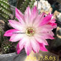 Rare Peanut Cactus Plant | Rooted Chamaecereus silvestrii Succulent | Indoor/Outdoor Drought-Tolerant Cactus