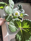 Seascape Strawberry Seeds - Organic Heat-Tolerant Fragaria × ananassa 100 Pack for Garden, Container, or Raised Bed Cultivation