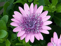 Cape Daisy Seeds - 50+ Purple & Pink Osteospermum Garden Planting, Vibrant Flowers, Easy to Grow, Full Sun, Free Shipping