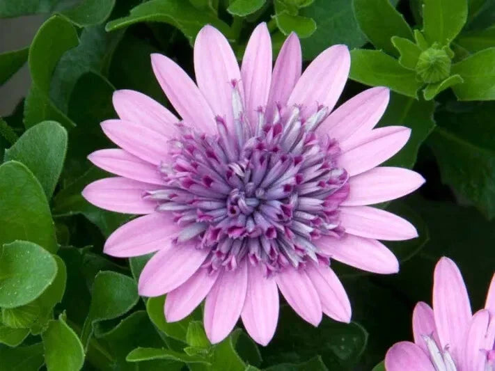 Cape Daisy Seeds - 50+ Purple & Pink Osteospermum Garden Planting, Vibrant Flowers, Easy to Grow, Full Sun, Free Shipping