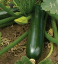Zucchini Seeds 30+ Black Beauty Cucurbita pepo Compact Bush Plant for Culinary Vegetables