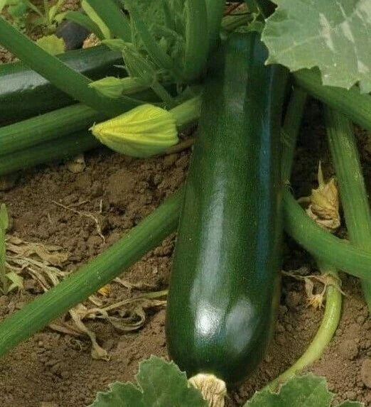 Zucchini Seeds 30+ Black Beauty Cucurbita pepo Compact Bush Plant for Culinary Vegetables