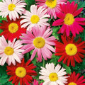 Painted Daisy Seeds 200 Count - Chrysanthemum carinatum Perennial Flowers for Gardens