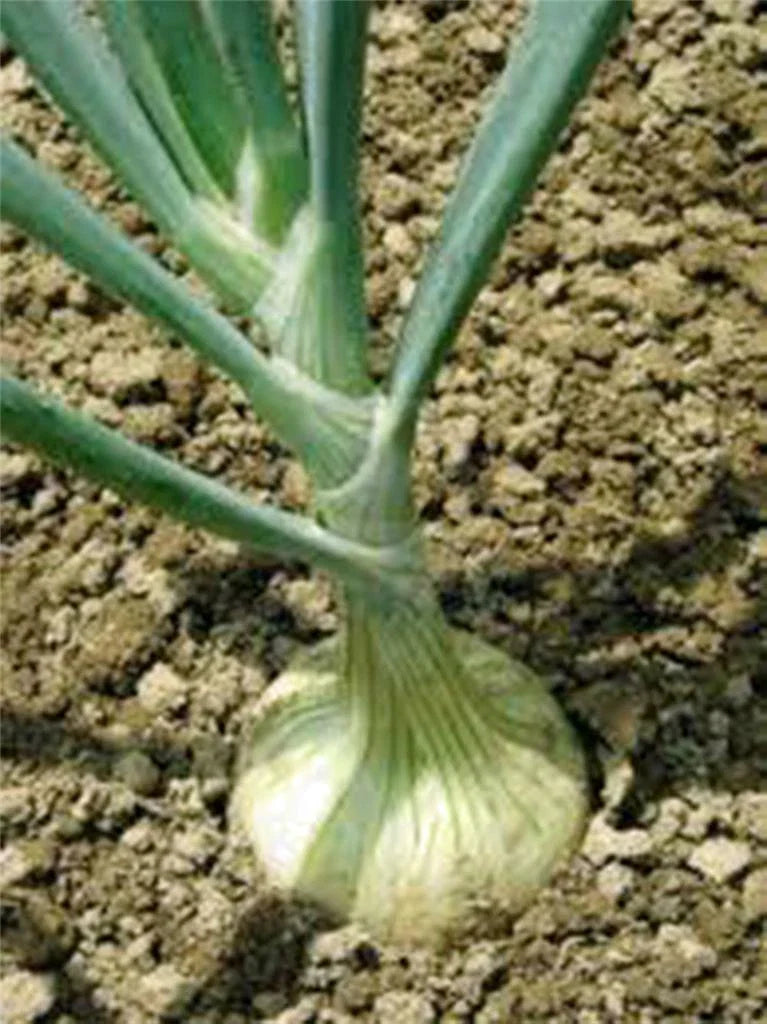 Spanish White Onion Seeds - Heirloom, Non-GMO, 500 Seeds, Sweet Allium cepa, Bulb-Forming, Full Sun Gardening Supplies