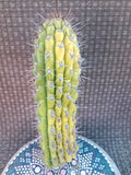 Cereus Thelegonus Cactus Cutting 7.5" - Unique Succulent for Indoor and Outdoor Gardens