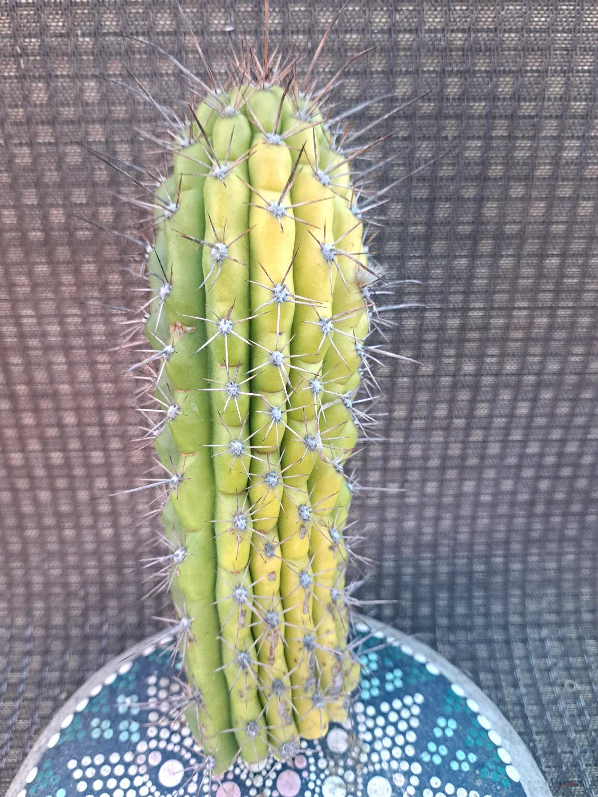 Cereus Thelegonus Cactus Cutting 7.5" - Unique Succulent for Indoor and Outdoor Gardens