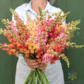Snapdragon Seeds - 1000+ Potomac Early Sunrise Mix - Antirrhinum majus - Non-GMO Garden Seeds for Vibrant Blooms