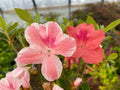 Cavendish Azalea Starter Plant 4-Inch Rhododendron with Multi-Color Peach and Pink Blooms