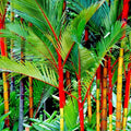 Red Sealing Wax Palm Seeds, Cyrtostachys renda, Tropical Indoor Plant Seeds for Houseplants, Vibrant Red Stem, Lush Green Fronds