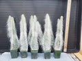 Opuntia 'Snow' Cactus - Thick Soft White Hair Indoor & Outdoor Plant