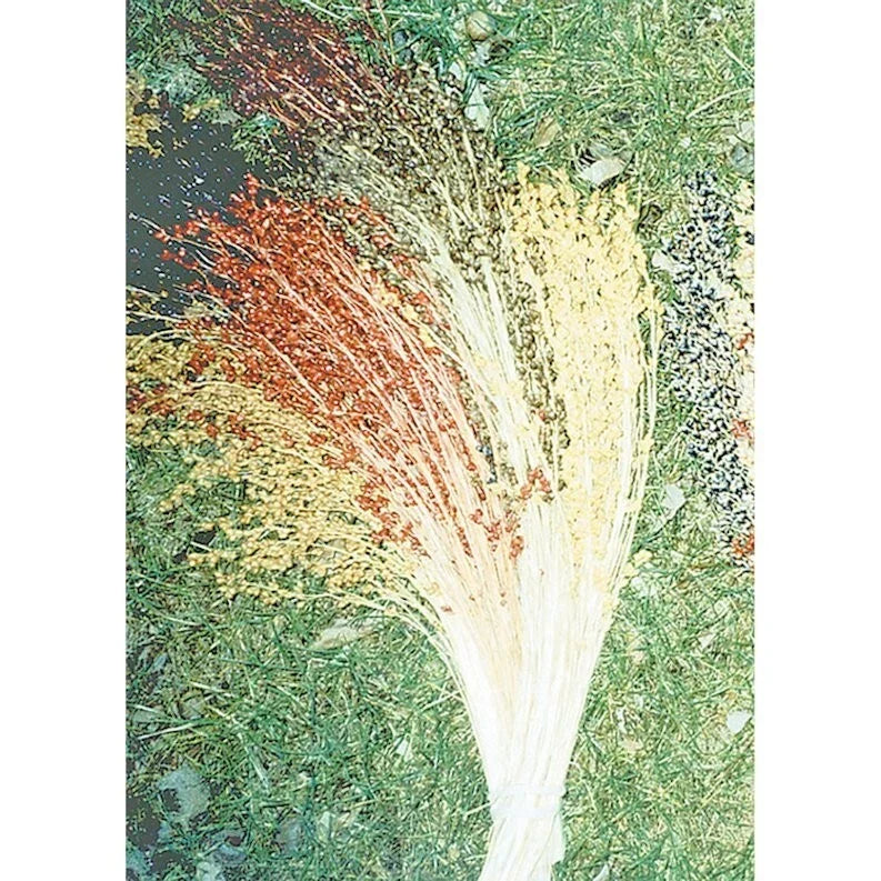 Multicolor Broom Corn Seeds, Non-GMO Heirloom, Zea mays subsp. mays, Decorative Seed Heads, Tall Annual Plant, 50 Pack