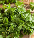 Fenugreek Herb Seeds - Non-GMO Heirloom, Compact Bushy Plant, Trigonella foenum-graecum