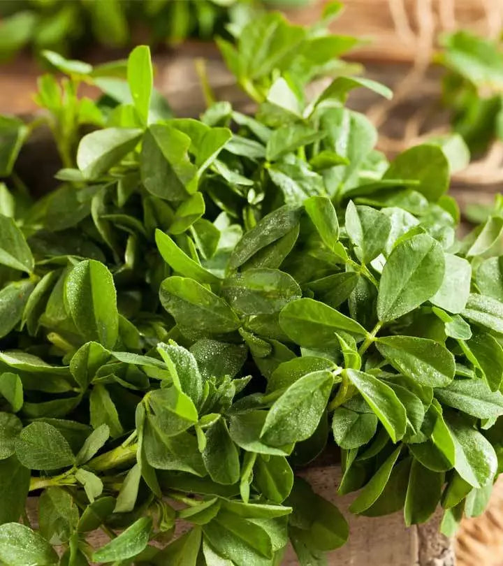 Fenugreek Herb Seeds - Non-GMO Heirloom, Compact Bushy Plant, Trigonella foenum-graecum
