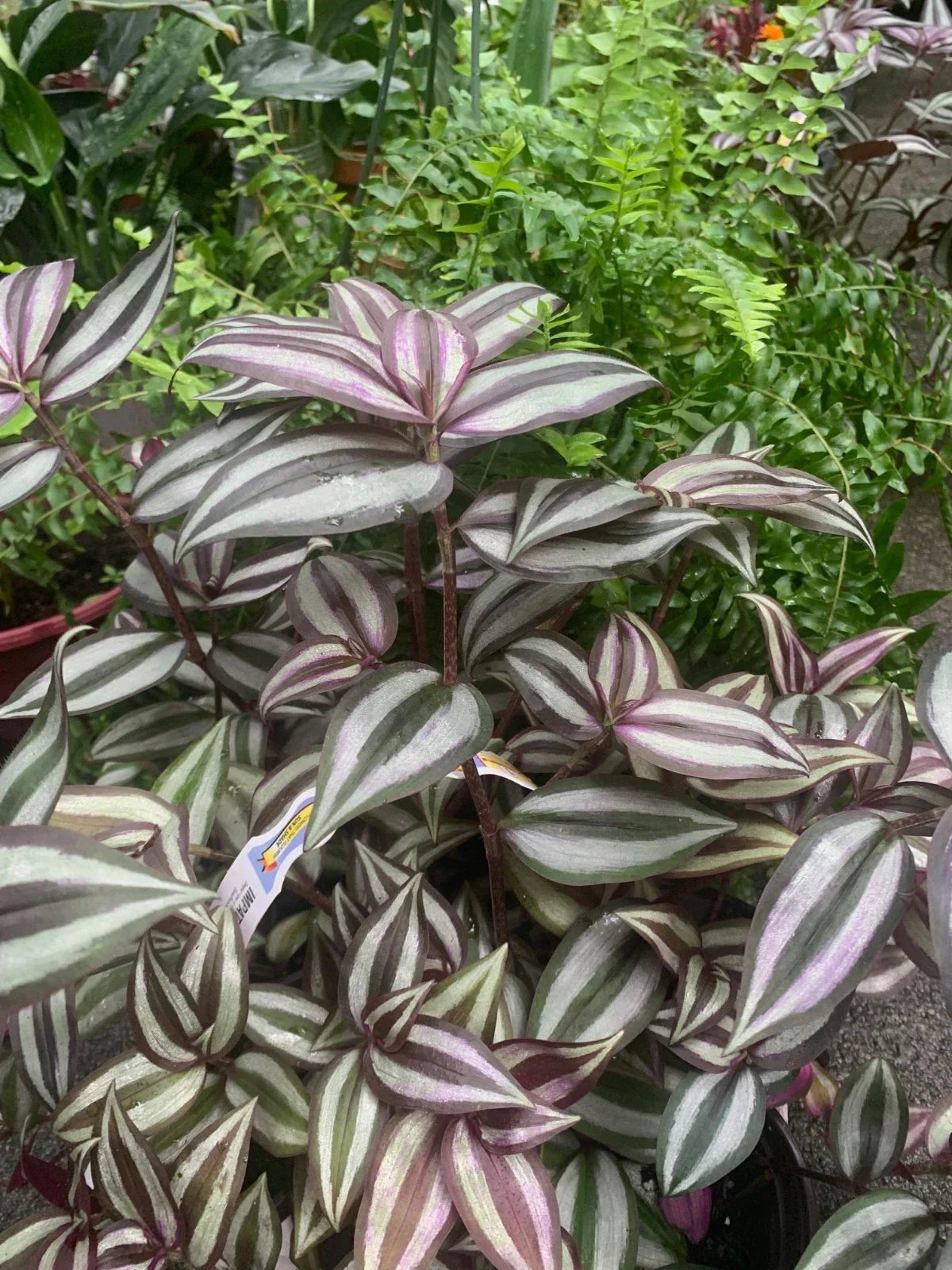Tradescantia Zebrina Plant in 4" Pot, Wandering Jew, Purple & Green Foliage, Indoor Houseplant, Easy Care, Trailing, Rooted