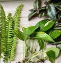 Rooted Plant Cutting Variety Pack - 15 Assorted Houseplants for Propagation