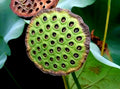 Sacred Lotus Flower Seeds - Edible Aquatic Water Lily - Nelumbo nucifera - Organic Water Garden Plant Seeds