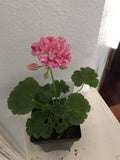 Geranium Ivy Live Plant Plug – Great Balls of Fire Pink Pelargonium peltatum for DIY Planters, Trailing, Full Sun