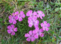 Glacier Carnation Seeds - 200+ Dianthus caryophyllus Flower Seeds for Garden Planting, Perennial, Vibrant Colors, Easy to Grow