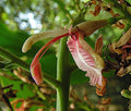 Live Spice Ginger Plant - Alpinia galanga with White Pink Flowers - Rooted Herb for Indoor & Outdoor Gardening