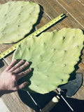Opuntia Gomei Cuttings - Old Mexico Pear Cactus Pads 6”-10” - Succulent Plant for Garden or Indoor Decor