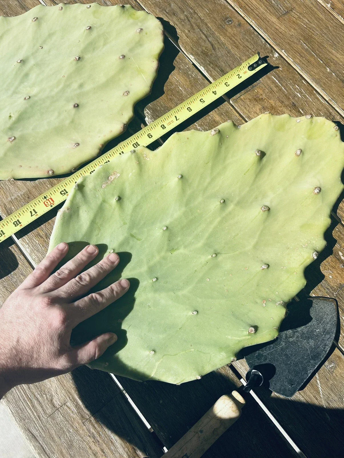 Opuntia Gomei Cuttings - Old Mexico Pear Cactus Pads 6”-10” - Succulent Plant for Garden or Indoor Decor