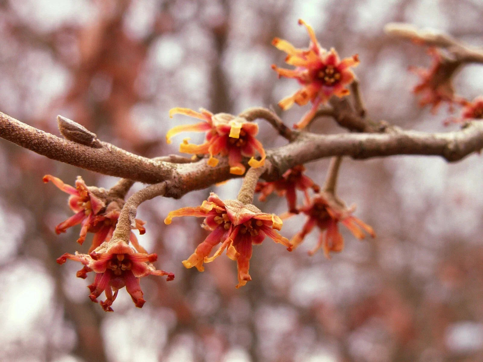 Vernal Witch Hazel Seeds, 15 Packets, Hamamelis vernalis, Native Flowering Shrubs for Garden, Early Spring Bloomer