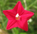 Cardinal Climber Seeds - 50+ Ipomoea sloteri Hummingbird Vine Seeds for Vertical Garden, Red Flowers, Climbing Annual Plant