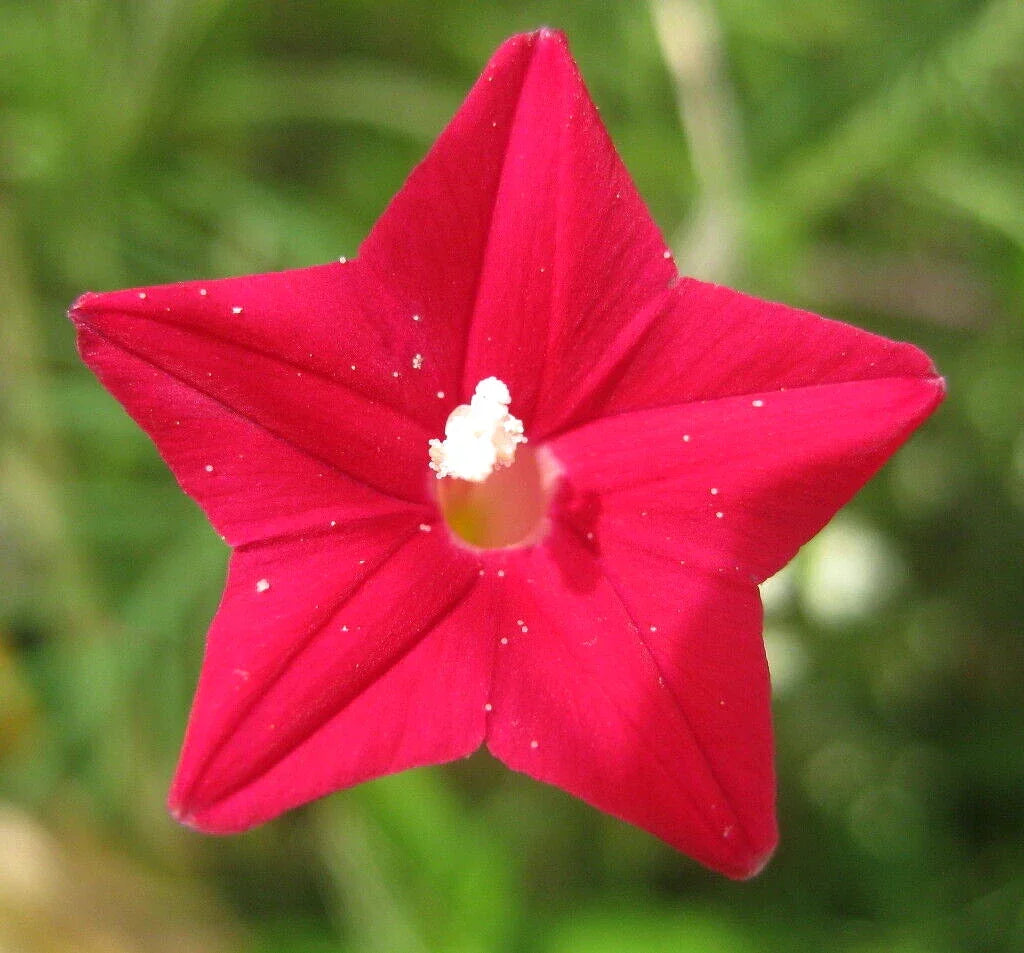 Cardinal Climber Seeds - 50+ Ipomoea sloteri Hummingbird Vine Seeds for Vertical Garden, Red Flowers, Climbing Annual Plant