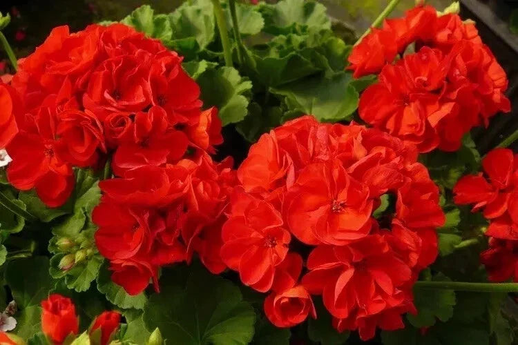 Red Geranium Seeds - Pelargonium zonale - 10 Pack for Garden, Container, and Outdoor Blooms