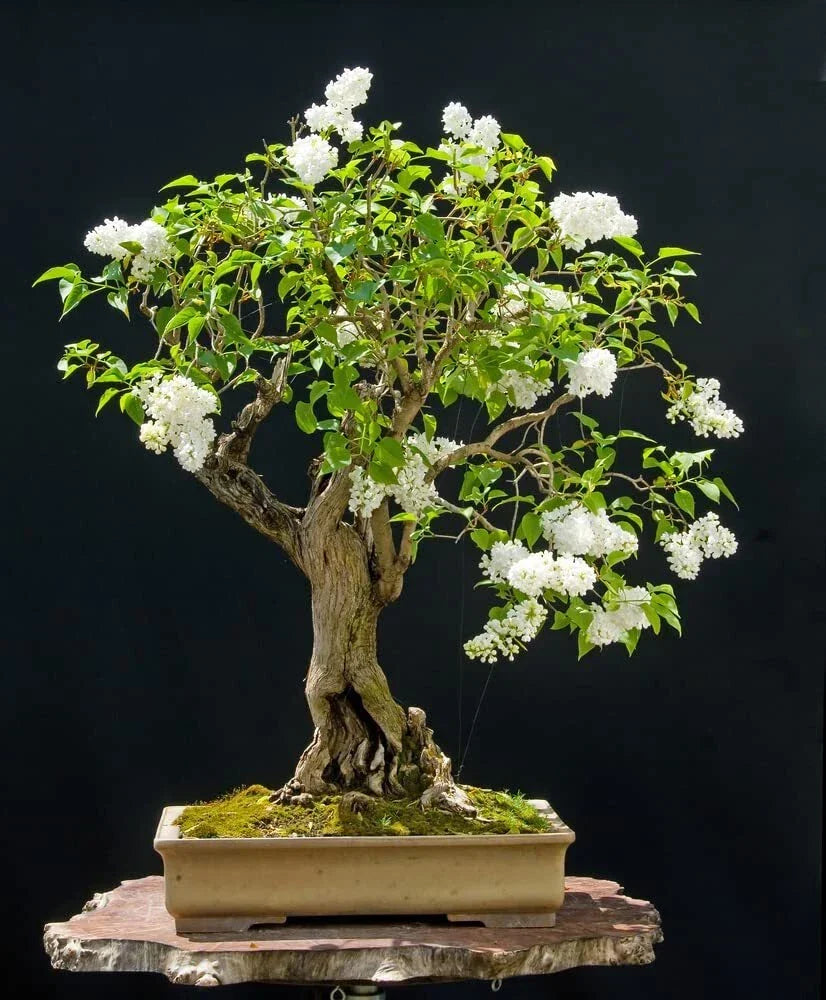 Japanese White Lilac Bonsai Seeds - Syringa reticulata - Fragrant White Flowers - Compact Growth - 30 Seeds