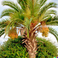 Jelly Palm Seeds, Butia capitata, Edible Fruit Tree, Tropical Garden Plant, 10 Seeds, Free Shipping