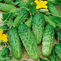 Parisian Gherkin Cucumber Seeds – Open-Pollinated, AAS 2015 Winner, for Pickling & Salad, Cucumis sativus, 30+ Seeds Pack