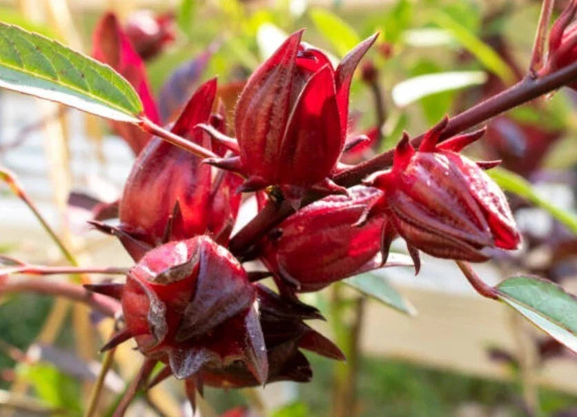 Red Roselle Starter Plant - 8in Tall in 4in Pot - Hibiscus Sabdariffa for Tea & Jam Gardens