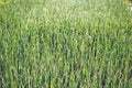 Alfalfa Sprouts Seeds - 1000 Non-GMO Heirloom Medicago sativa for Home Sprouting & Gardening